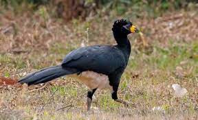 Pesquisadores acham ave quase em extin&ccedil;&atilde;o e desaparecida h&aacute; 40 anos | Brasil | O Dia