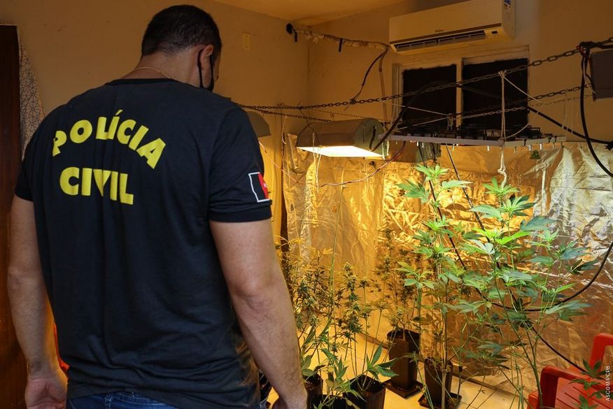 Polícia Civil prende homem que cultivava maconha em apartamento