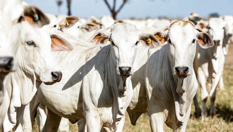 CCJ aprova projeto que substitui fiscalização agropecuária por autocontrole dos produtores