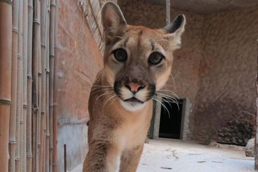 Onça Parda foge de recinto no Zoológico de Brasília e visitantes são retirados às pressas