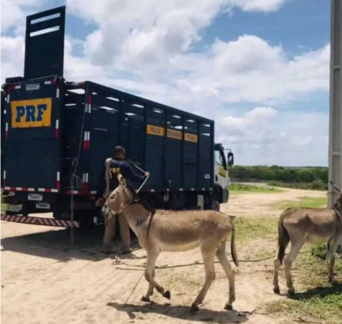 PRF recolheu mais de 220 animais soltos em rodovias federais paraibanas nos primeiros dias de 2022, principalmente no Sertão