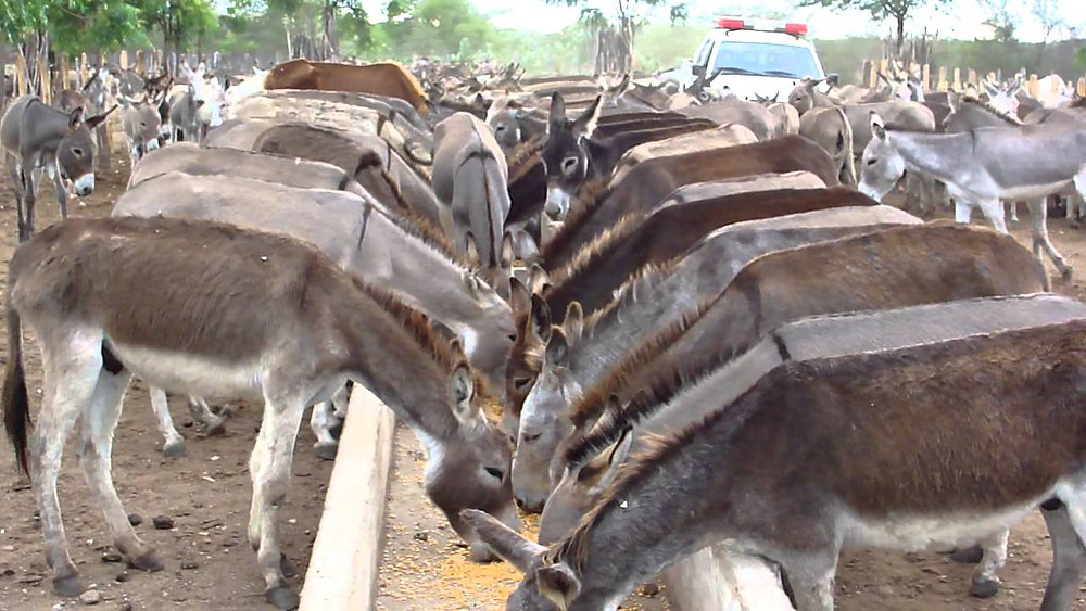 O Presidente Jair Bolsonaro prevê jeguiata e uso eleitoral de transposição em tour no Nordeste