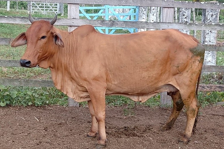 Sedap através da Empaer realiza leilão de gado bovino das raças Guzerá, Sindi e Pardo Suíça neste sábado 12 de Março de 2022