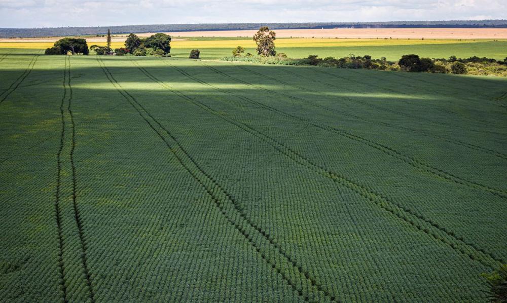 Ministério da Agricultura Pecuária e Abatecimento lança portal sobre ecossistema de inovação agro no país