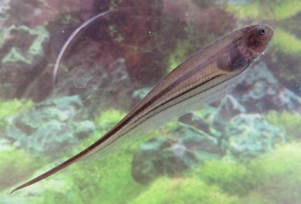 Cientista da UFPB participa da descoberta de três novas espécies de peixe