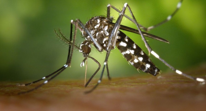 Paraíba tem 57 municípios com risco de surto de dengue, zika e chicungunya e 133 em situação de alerta