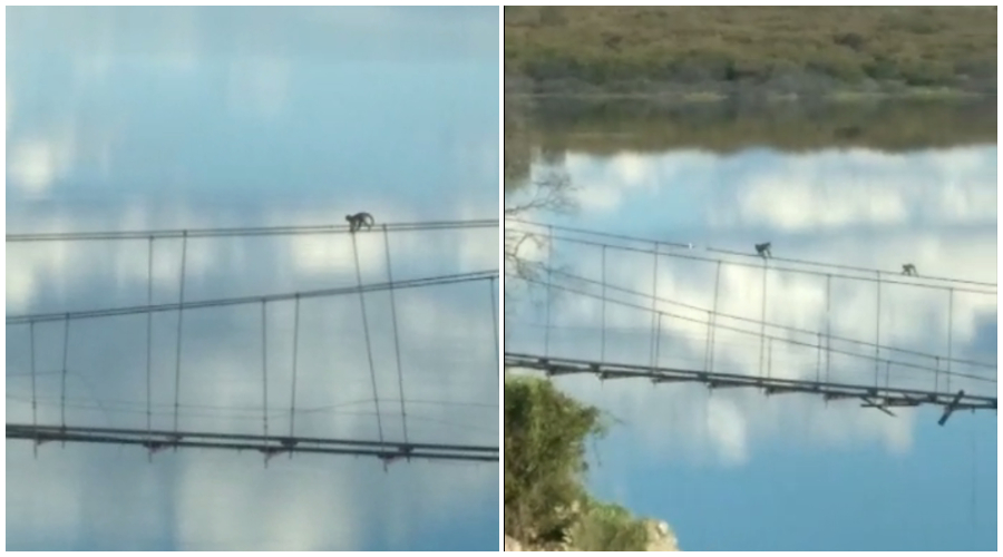Macacos-prego são vistos atravessando ponte da Barragem de Mãe d’Água, em Coremas.
