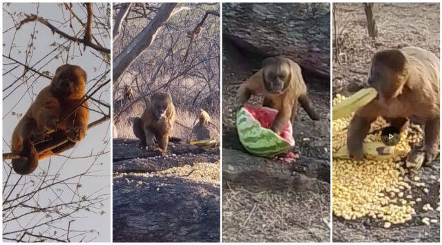 Popular segue alimentando os macacos famintos na serra de Vista Serrana.