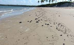 Manchas de óleo atingem área de preservação marinha no Litoral Norte da Paraíba
