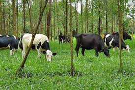 Agronegócio fala em diálogo com Lula e pede que não tolere invasões