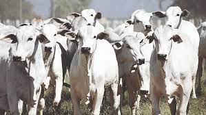 Vacinação contra febre aftosa no Brasil é prorrogada até Sábado dia 17 de dezembro