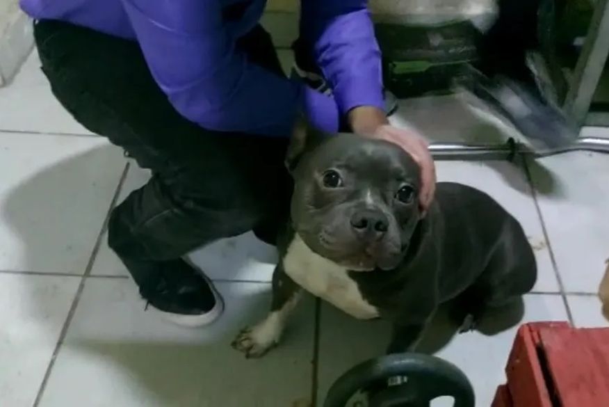 Homem obrigava mulheres a ter relações sexuais com cachorros, diz polícia; suspeito foi preso