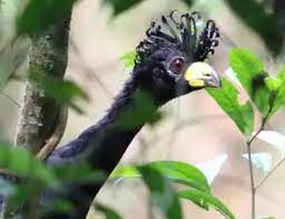 Pesquisadores acham ave quase em extinção e desaparecida há 40 anos na região do Cerrado norte