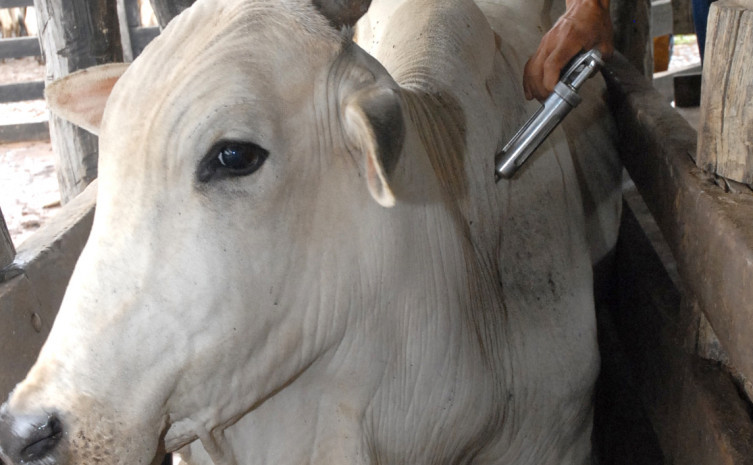 Criadores de gado devem vacinar rebanho contra aftosa para evitar multas e restrições