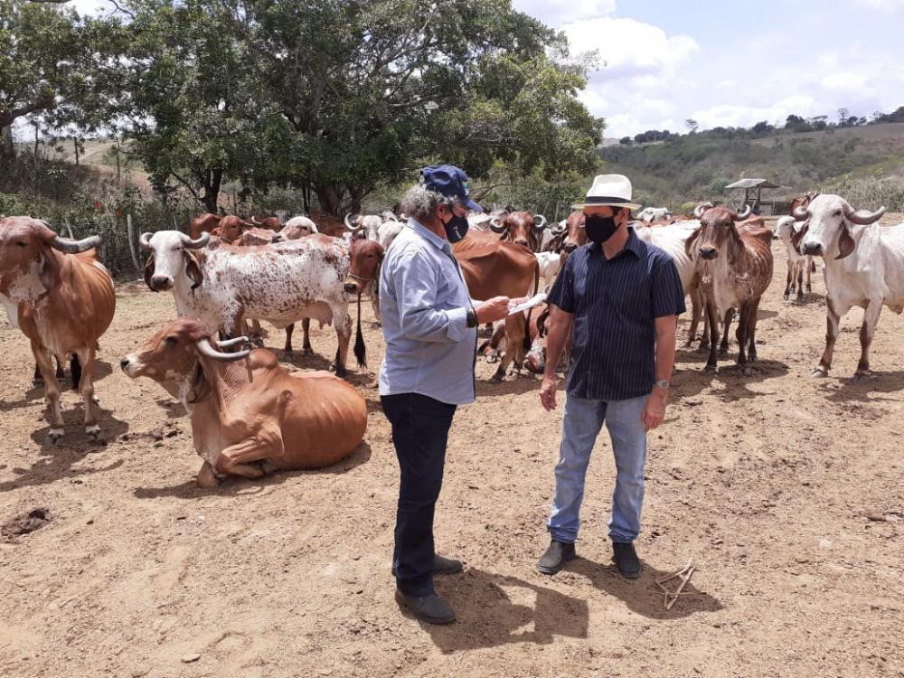 Empaer realiza leilão virtual da raça GIR na Estação de Umbuzeiro dia 15
