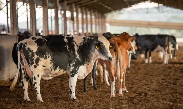 Feira Agropecuária do Brejo Paraibano deve movimentar R$20 milhões