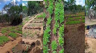Policial militar, ex-vereador e outros cinco homens são presos em plantação de maconha na zona rural de Taperoá