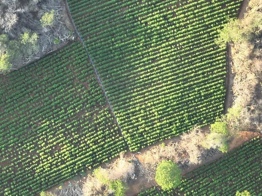 Polícia Federal e Polícia Militar erradicam 44 mil pés de maconha durante operação em Livramento-PB