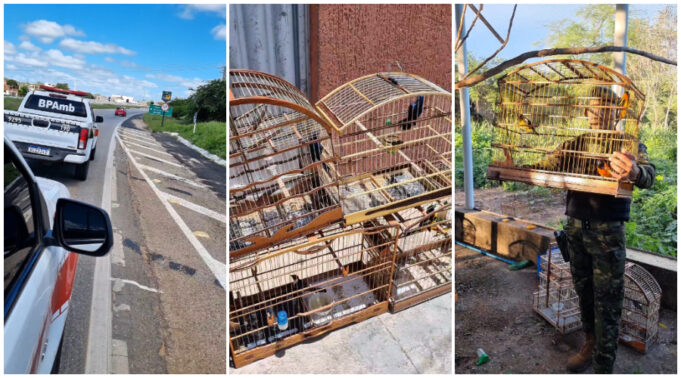 Operação Gaiola Vazia resgata 32 aves silvestres em Lagoa e Brejo do Cruz.