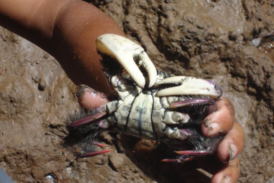 Polícia Ambiental desarticula criadouros ilegais de guaiamum e apreende armas de fogo na Grande João Pessoa