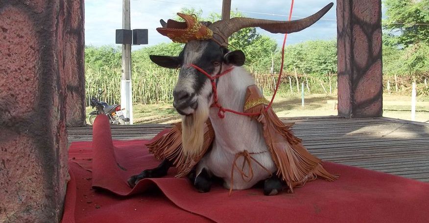 Festa online do Bode Rei terá competição em alusão ao 'BBB' com 'Cabriette', 'Bodiuk' e 'Bode do Vigor' 