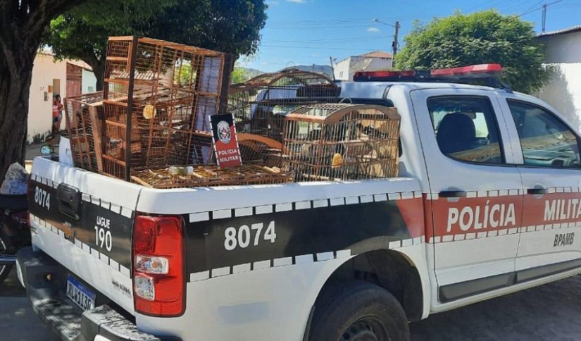 Homem terá que pagar multa de R$ 7 mil por manter 14 aves silvestres em cativeiro