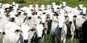 Ministério da Agricultura confirma casos de vaca louca; exportação de carne é suspensa